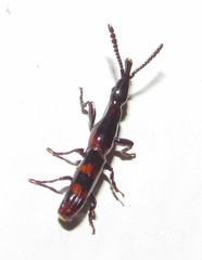 Taphroderopsis