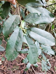 Ilex formosana