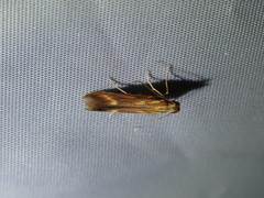 Metzneria aprilella