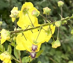 Verbascum arcturus
