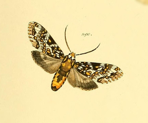 Phaegoptera nexa