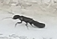 Reticulitermes aegeus