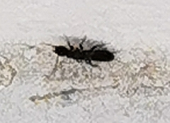 Reticulitermes aegeus