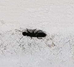 Reticulitermes aegeus