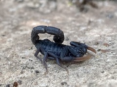 Hottentotta judaicus