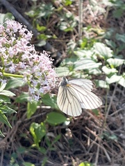 Pieris melete