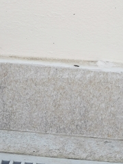 Reticulitermes aegeus