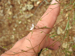 Hesperolinon spergulinum