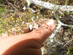 Hesperolinon spergulinum