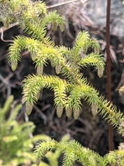 Lycopodium japonicum