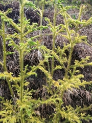 Lycopodium japonicum