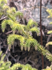 Lycopodium japonicum