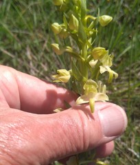 Platanthera chlorantha