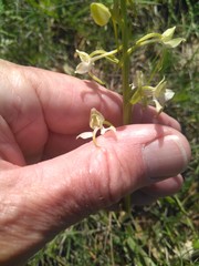 Platanthera chlorantha