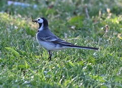 Motacilla alba