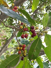 Ficus glaberrima