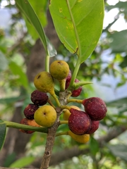 Ficus glaberrima