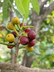 Ficus glaberrima