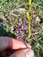 Anacamptis