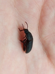 Tenebrio