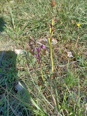 Anacamptis