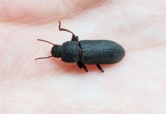 Tenebrio