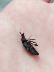 Tenebrio