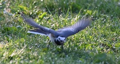 Motacilla alba