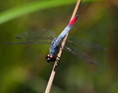Notolibellula bicolor
