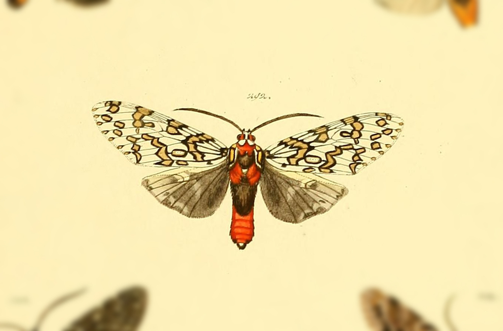 Phaegoptera depicta