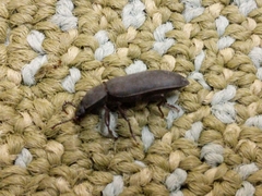 Tenebrio