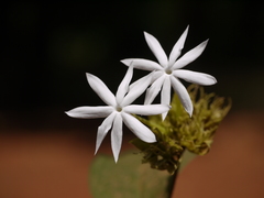 Jasminum coarctatum coarctatum