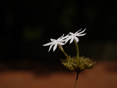 Jasminum coarctatum coarctatum