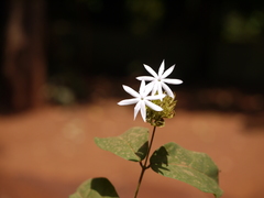 Jasminum coarctatum coarctatum