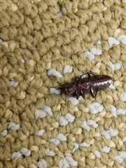 Tenebrio