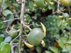 Pereskia aculeata