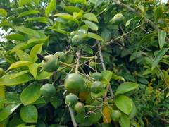 Pereskia aculeata