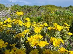 Senecio oederiifolius