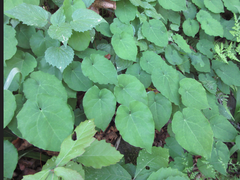 Epimedium koreanum