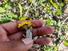 Senecio oederiifolius