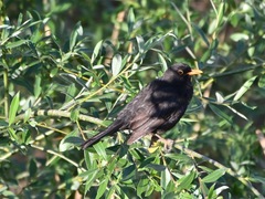 Turdus merula