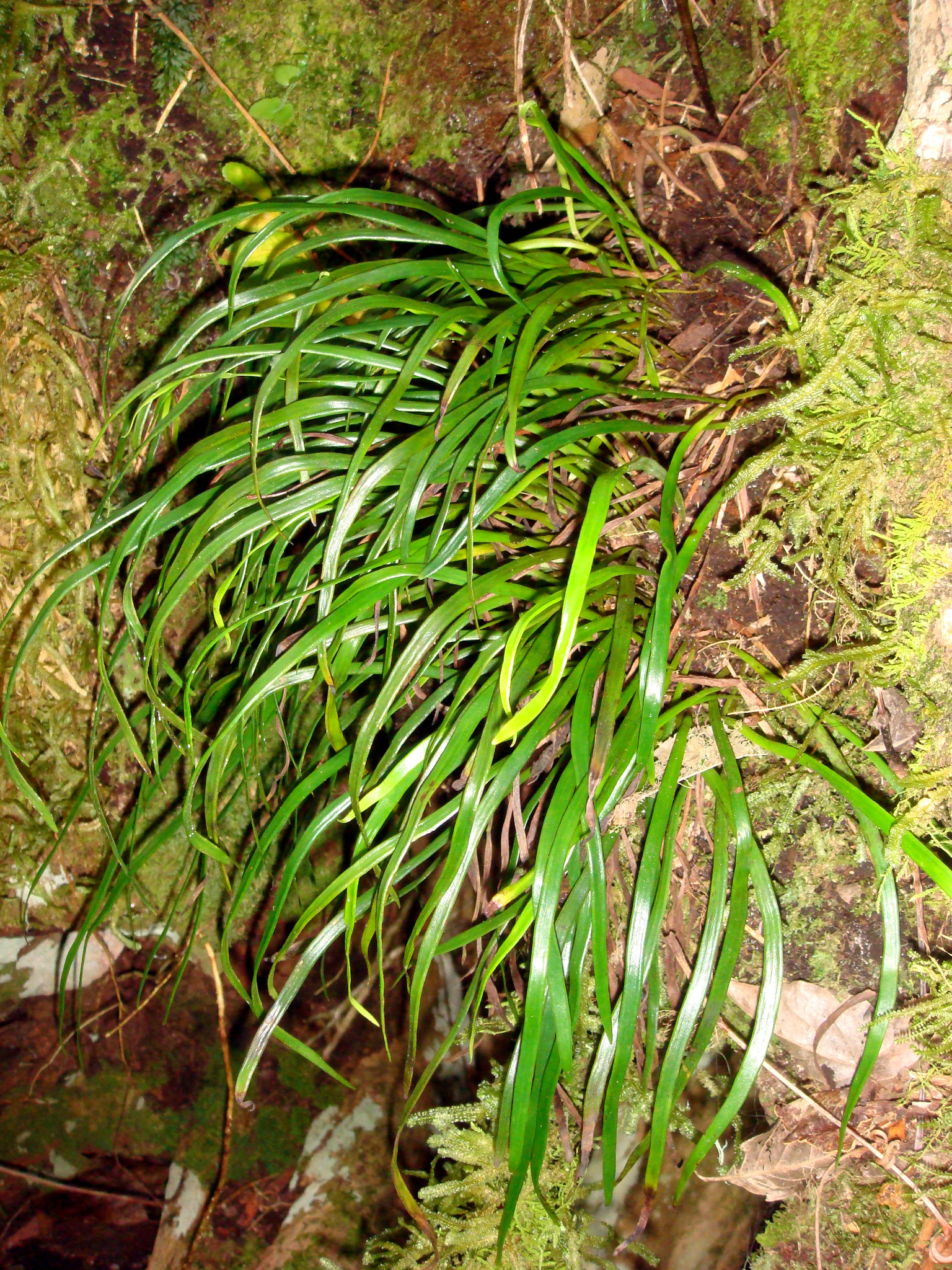 Haplopteris