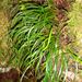 Haplopteris - Photo no rights reserved, uploaded by Peter de Lange