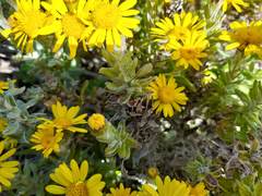 Senecio oederiifolius