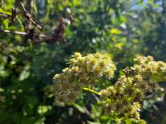 Microglossa mespilifolia