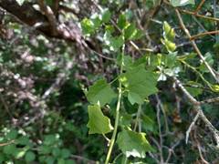 Microglossa mespilifolia