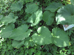 Symplocarpus renifolius