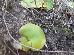 Holothrix burchellii