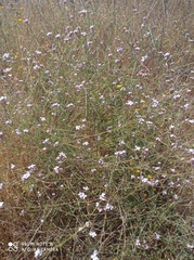 Erucaria hispanica