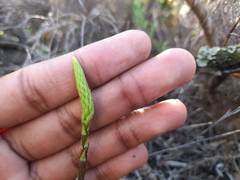 Holothrix burchellii